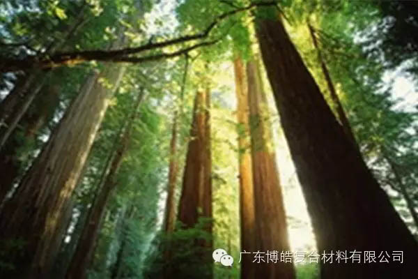 【博皓感悟】欲為大樹，莫與草爭-2