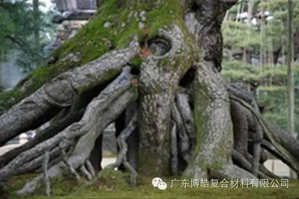 【博皓感悟】欲為大樹，莫與草爭-5
