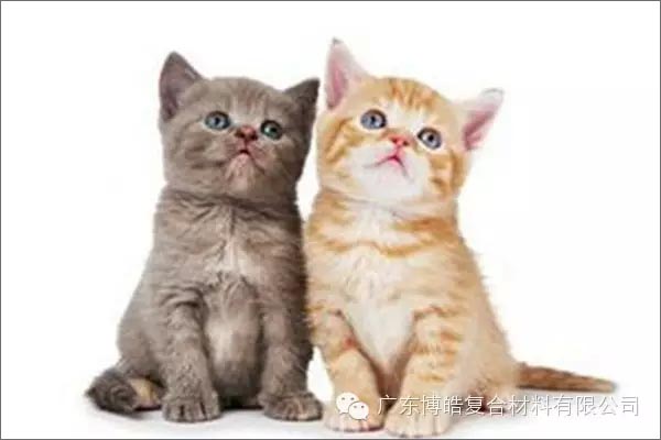 白貓黑貓，抓住老鼠就是好貓